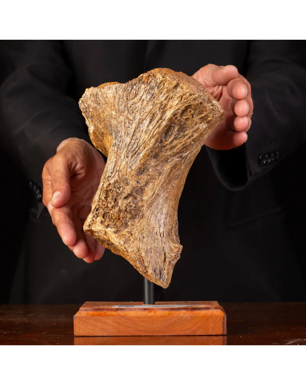 Eredità Congelata: Bacino di Mammuthus Primigenius.