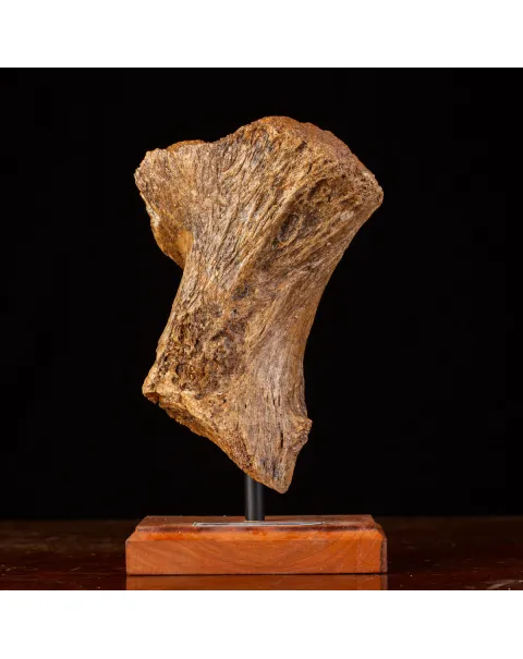 Eredità Congelata: Bacino di Mammuthus Primigenius.