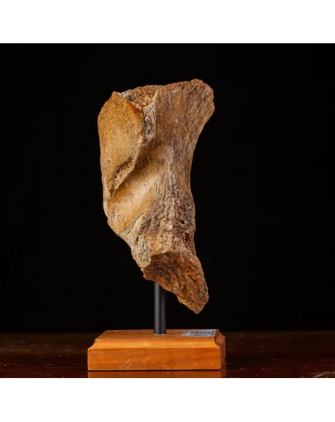 Eredità Congelata: Bacino di Mammuthus Primigenius.