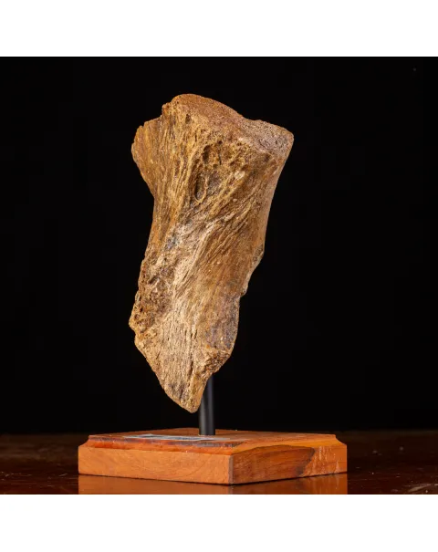 Eredità Congelata: Bacino di Mammuthus Primigenius.