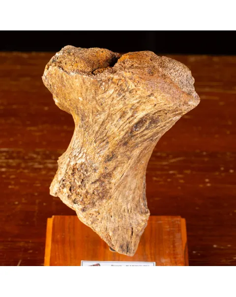 Eredità Congelata: Bacino di Mammuthus Primigenius.