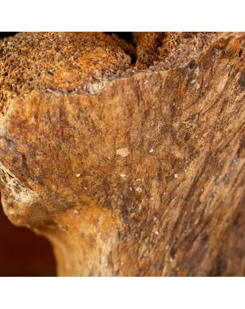 Eredità Congelata: Bacino di Mammuthus Primigenius.