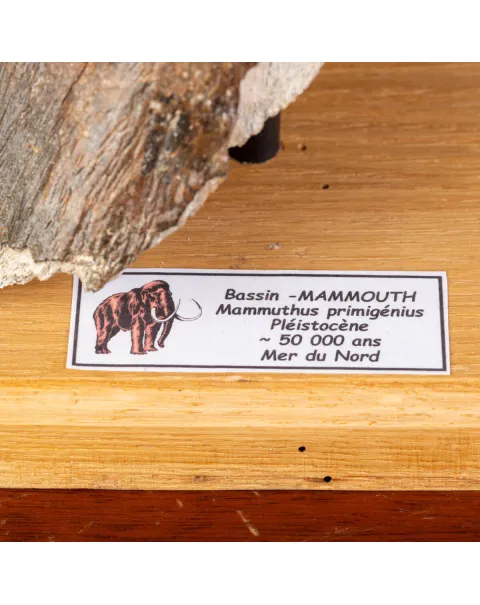 Frammenti del Passato: Bacino di Mammut Lanoso.