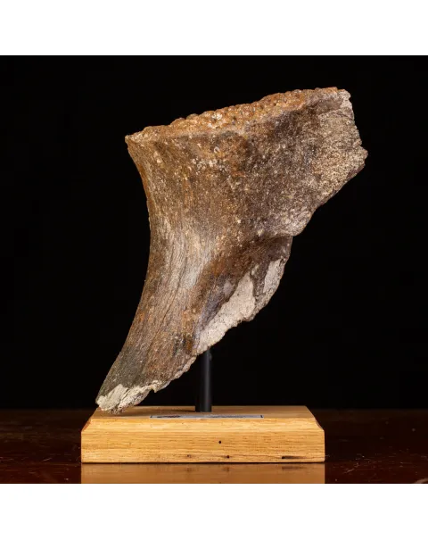 Frammenti del Passato: Bacino di Mammut Lanoso.