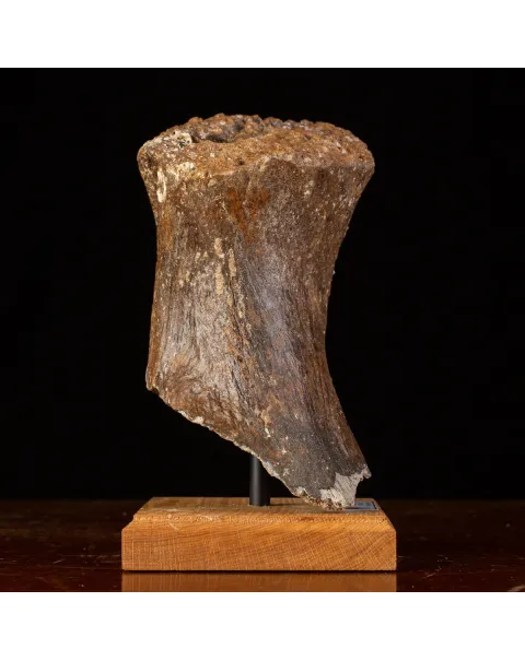 Frammenti del Passato: Bacino di Mammut Lanoso.