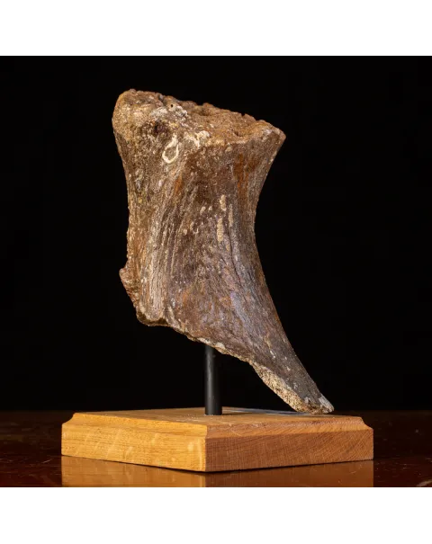 Frammenti del Passato: Bacino di Mammut Lanoso.