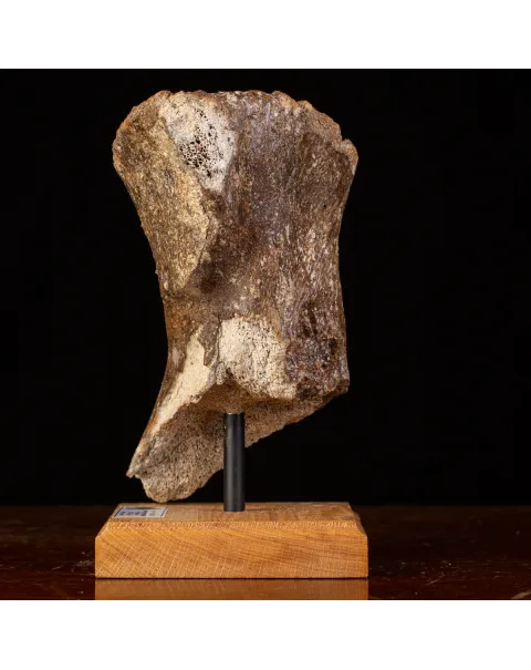 Frammenti del Passato: Bacino di Mammut Lanoso.