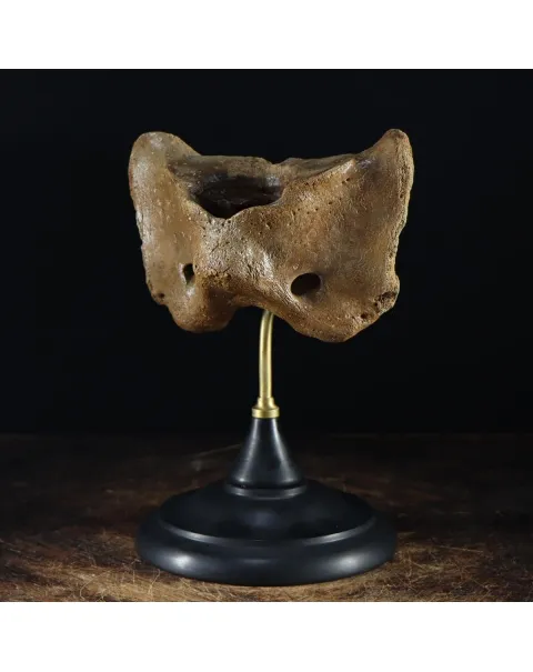 Vertebra Mammuthus Primigenius