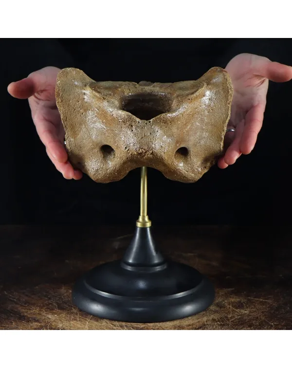 Vertebra Mammuthus Primigenius