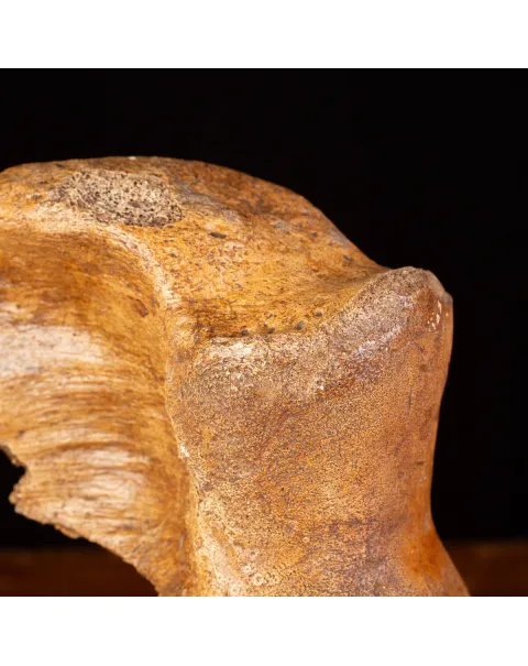 Legame di Ghiaccio: Omero di Mammuthus.