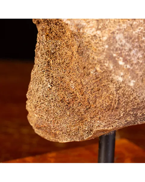 Legame di Ghiaccio: Omero di Mammuthus.