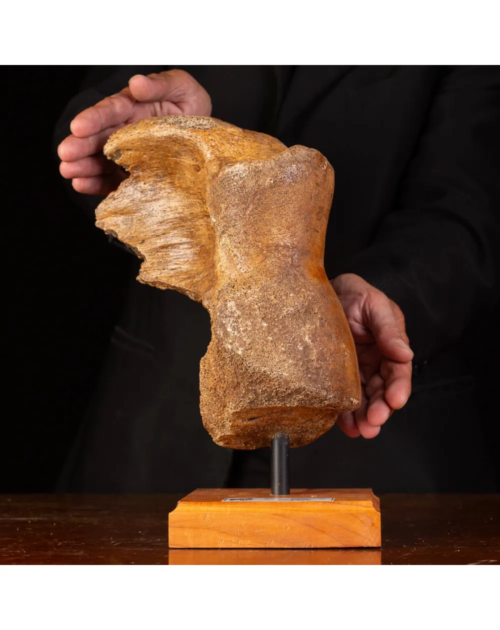 Legame di Ghiaccio: Omero di Mammuthus.