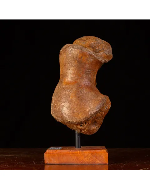 Legame di Ghiaccio: Omero di Mammuthus.