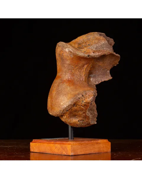 Legame di Ghiaccio: Omero di Mammuthus.