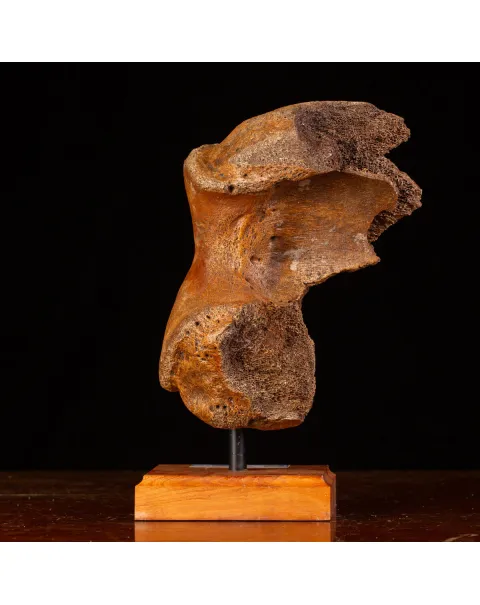 Legame di Ghiaccio: Omero di Mammuthus.