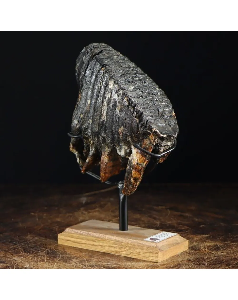 Molare di Mammut