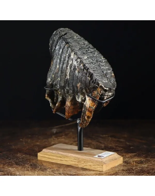 Molare di Mammut