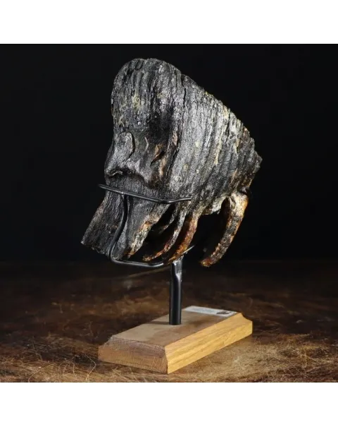 Molare di Mammut