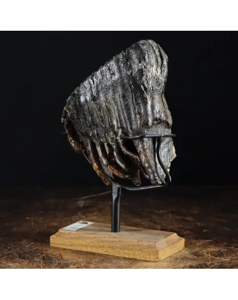 Molare di Mammut