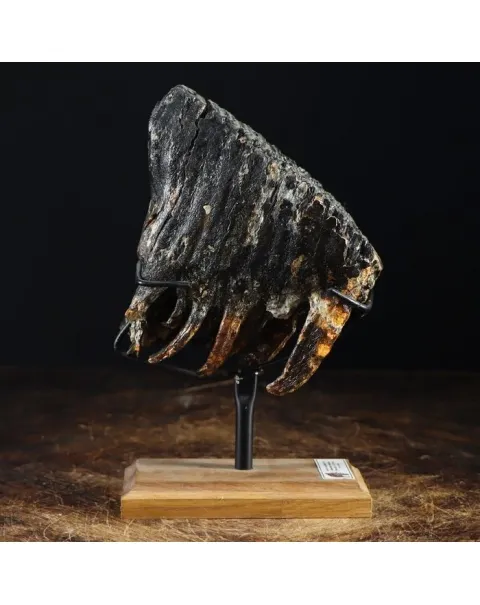 Molare di Mammut