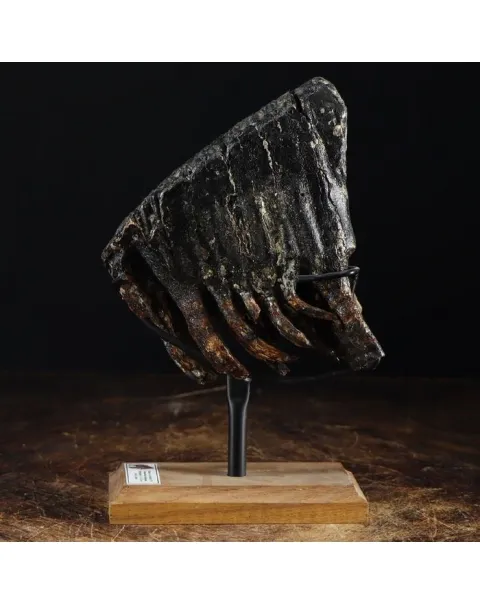 Molare di Mammut
