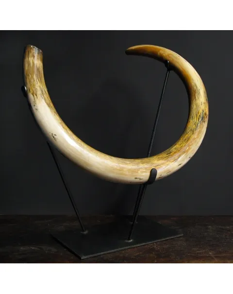 Zanna Avorio Mammut