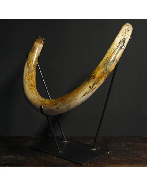 Zanna Avorio Mammut