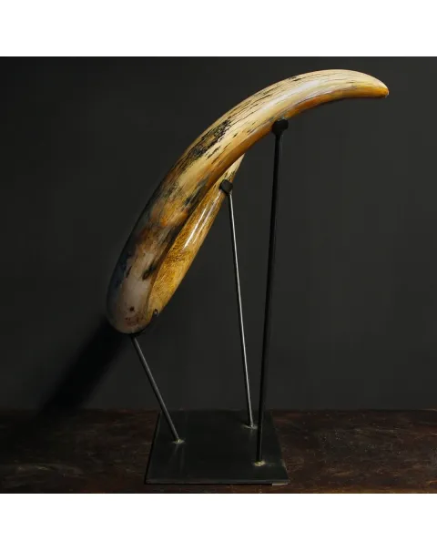 Zanna Avorio Mammut