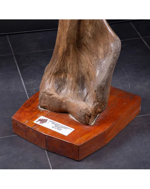 Omero di Mammut
