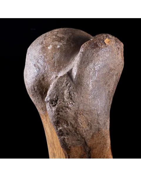 Omero di Mammut