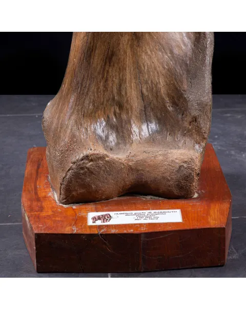 Omero di Mammut