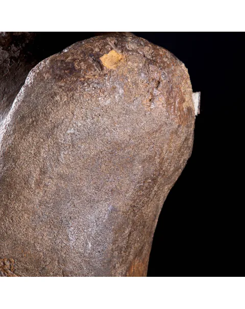 Omero di Mammut