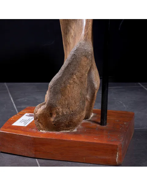 Omero di Mammut