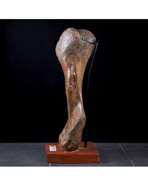 Omero di Mammut