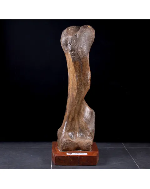Omero di Mammut
