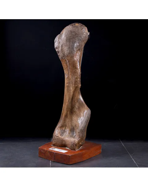 Omero di Mammut