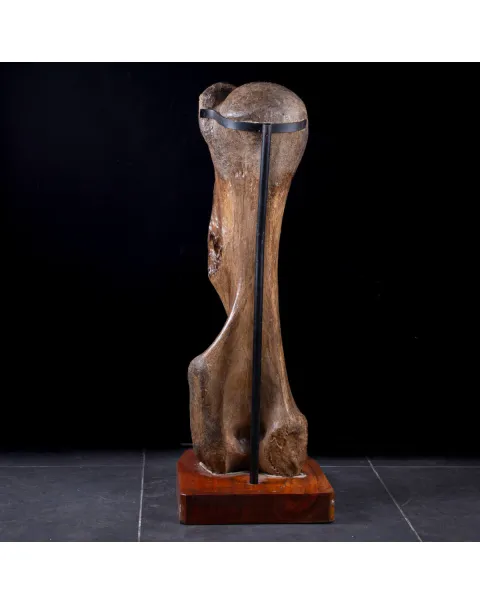 Omero di Mammut