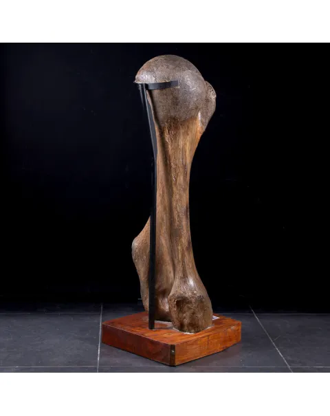 Omero di Mammut