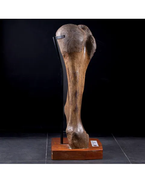 Omero di Mammut
