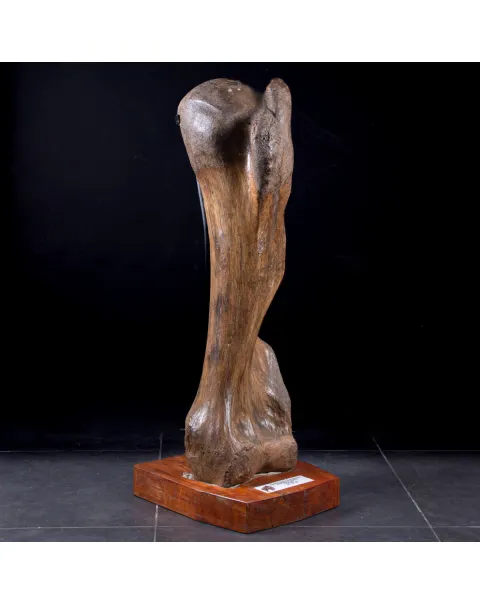 Omero di Mammut
