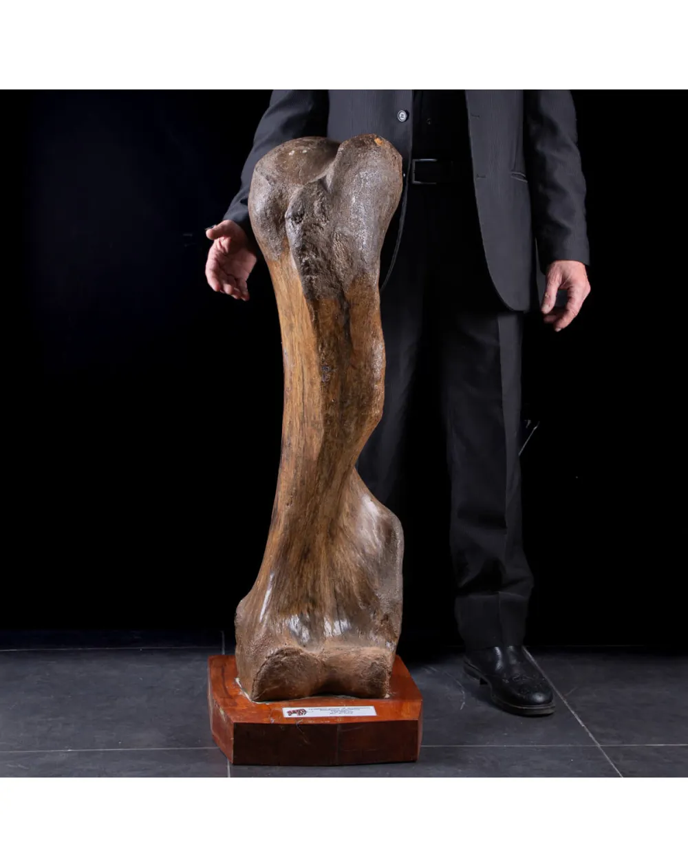 Omero di Mammut