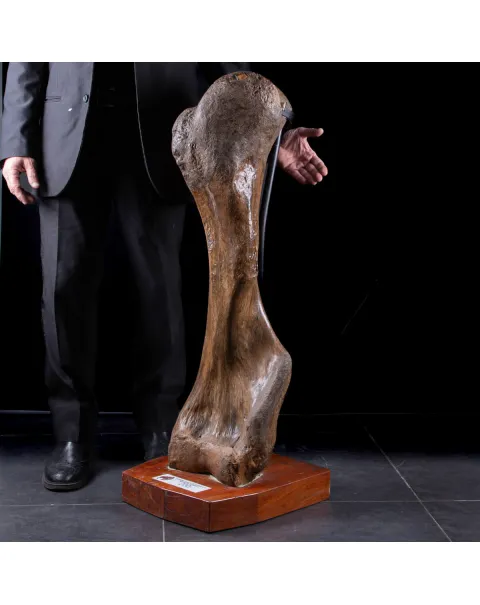 Omero di Mammut