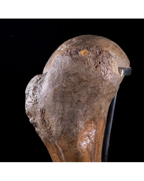 Omero di Mammut