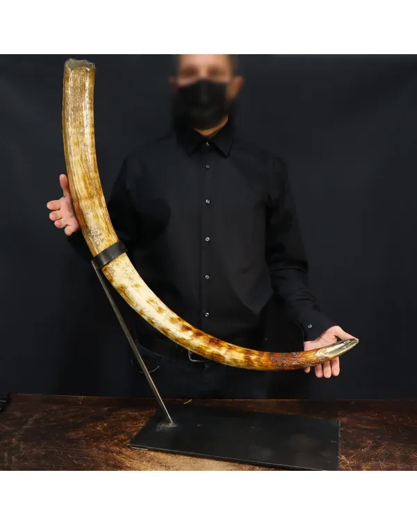 Zanna Avorio Mammut