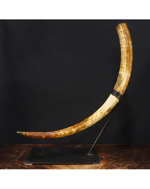 Zanna Avorio Mammut