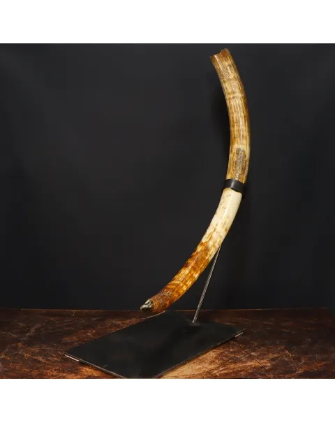 Zanna Avorio Mammut