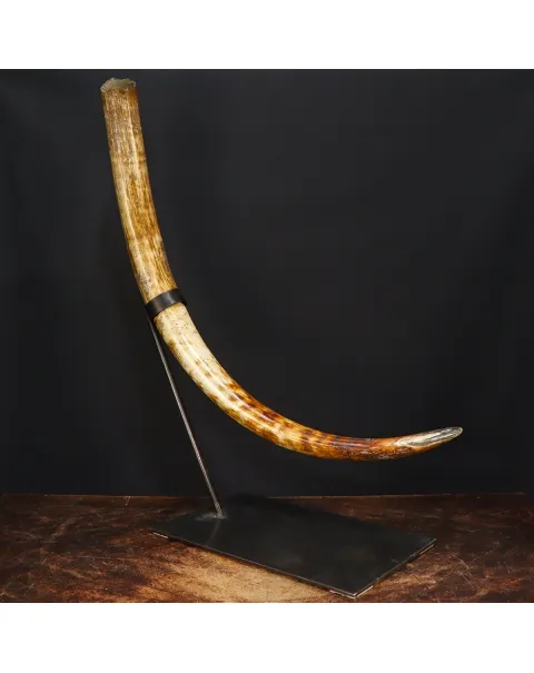 Zanna Avorio Mammut