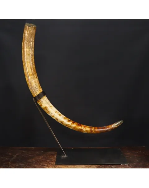 Zanna Avorio Mammut