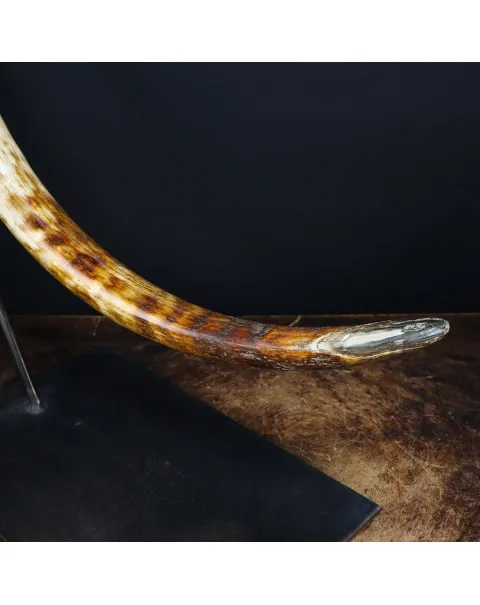 Zanna Avorio Mammut