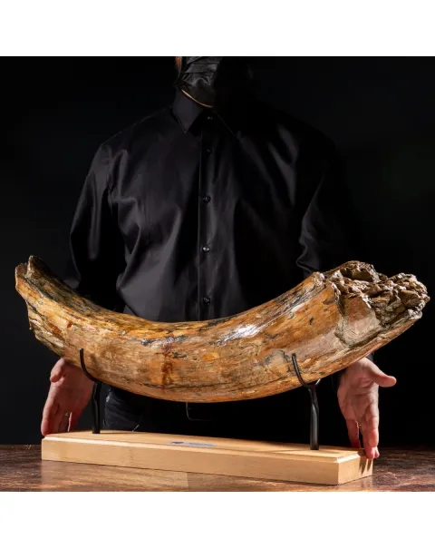 Zanna Avorio Mammut